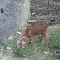 بز با بزغاله ماده