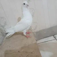 نره سفید مهر طلا