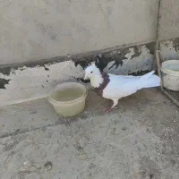 طوقی نر بدون عیب|پرنده|آباده, |دیوار