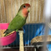 برزیلی ماده