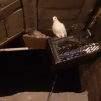 کبوتر طوقی و پلاکی...|پرنده|دهدشت, |دیوار