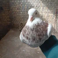 کفتر طوقی سرور بدون خطا