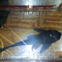 لجن خوار 25 سانتی