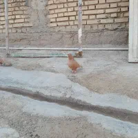 یکت سفید|پرنده|کرخه, |دیوار