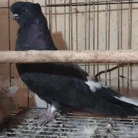 کفتر نوک قنار