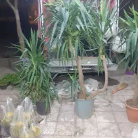 یوکا تنه دار ۲ متری|گل و گیاه طبیعی|قم, شهرک فاطمیه|دیوار