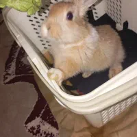 خرگوش زرنگ و خوش رنگ