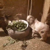 بزغاله|حیوانات مزرعه|سنقر, |دیوار