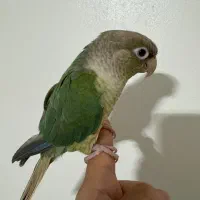 گرینچیک ماده