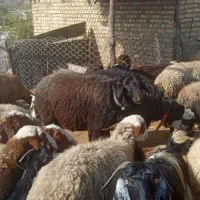 یک عدد قوچ قزل افشار درجه یک یک