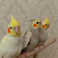 عروس هلندی اهلی