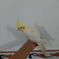 عروس هلندی|پرنده|گنبد کاووس, |دیوار