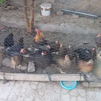 مرغ تخمگزار،خروس،جوجه خروس وخلنگ،۴/ ۵ماهه