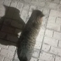 گربه جفت چشماش کوره|گربه|چناران, |دیوار