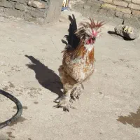 خروس|حیوانات مزرعه|نورآباد, |دیوار