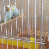 فروش مرغ عشق نژاد اسپانگلی در حال تخم گذاریی|پرنده|سردشت, |دیوار