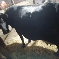 گاو گیل دورگ همراه با گوساله ماده جرسی|حیوانات مزرعه|لاهیجان, لفمجان|دیوار