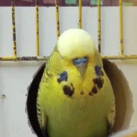 مرغ عشق انگلیسی نر آماده