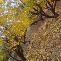 باغ شهری دهشیخ