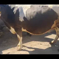 گاو سیمینتال