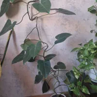 گل باگلدان سرامیکی