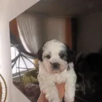 واگذاری سگ شیتزو کراس|سگ|کرمانشاه, |دیوار