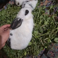 خرگوش|موش و خرگوش|آران و بیدگل, |دیوار