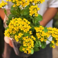 گیاه بیرونی(مناسب تراس و باغچه)اهواز|گل و گیاه طبیعی|اهواز, کیان اباد|دیوار