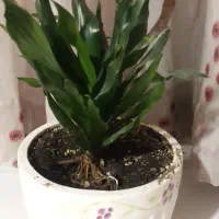 استخدام باغبان