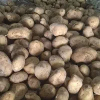 سیب دامی|لوازم جانبی حیوانات|احمدآبادمستوفی, |دیوار