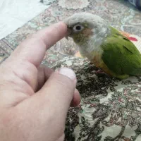 طوطی گرینچیک 3ماهه چند کلمه حرف میزنه