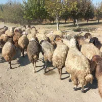 با سلام فروش ۴۵راس میش آبستن سنگین یکشم زاییده|حیوانات مزرعه|محمدبار, |دیوار
