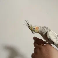 عروس هلندی فروش فوری|پرنده|تهران, قیطریه|دیوار