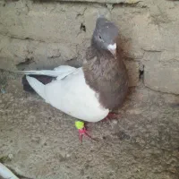 پرنده|پرنده|اسفراین, |دیوار