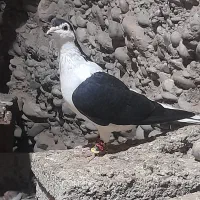 کبوتر چپ سیاه یه تیزه اول سفید واسه نشونش
