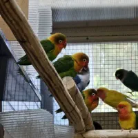 فروش کوتوله جفتی