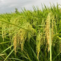 برنج طارم هاشمی