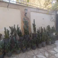 گل کاکتوس صخره ای|گل و گیاه طبیعی|اندیشه, اندیشه فاز ۵|دیوار