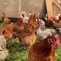 تخم مرغ محلی|خوردنی و آشامیدنی|هشتگرد, ینگی امام|دیوار