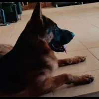 سگ ژرمن شولاین کینگ