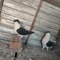 کفتر ساده سیاه افغان