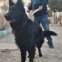 ژرمن بلک نر شولاین فقط کشش