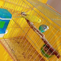 شیائومی ردمی(مرغ عشق)|موبایل|بم, |دیوار