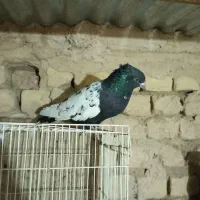 یک عدد کفتر سینه سیا|پرنده|بردسکن, |دیوار