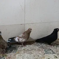 کبوتر