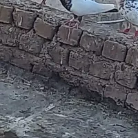 کفتر سینه سیاه