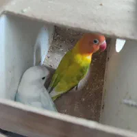 عروس هلندی وکوتوله همه مدل