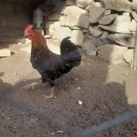 خوروس|حیوانات مزرعه|مسجد سلیمان, |دیوار