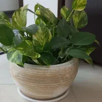 پیاز نرگس و قلمه گل یخ و پتوس و خرفه ای|گل و گیاه طبیعی|یزد, |دیوار