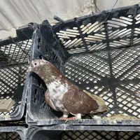 کفتر طهرونی یجایی|پرنده|ماهدشت, |دیوار